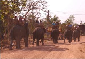éléphant du laos